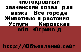 чистокровный зааненский козел  для вязки - Все города Животные и растения » Услуги   . Кировская обл.,Югрино д.